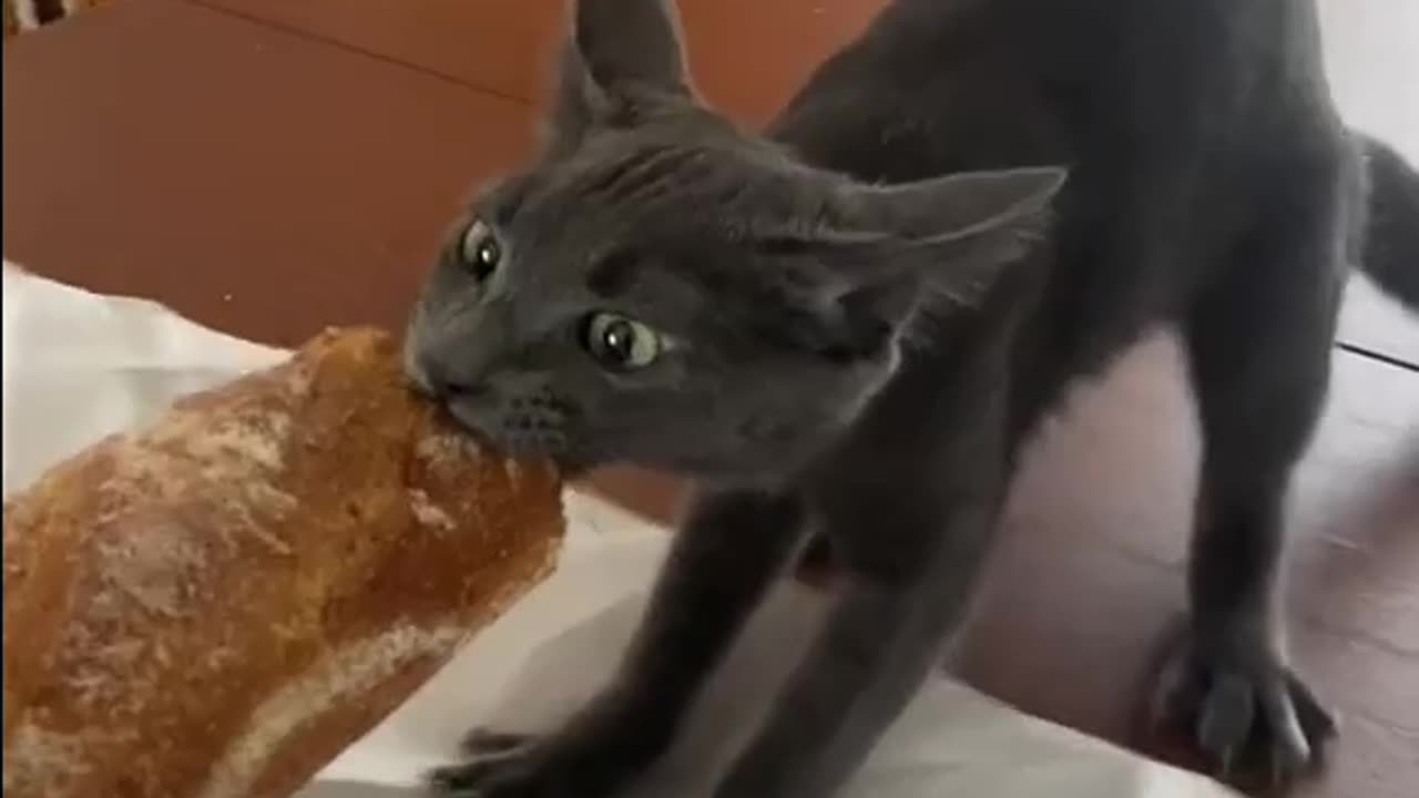 Thatโs my baguette let go of it !!!! ๐๐