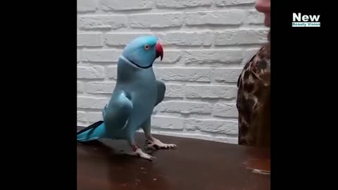 Funny Birds Talking with Women