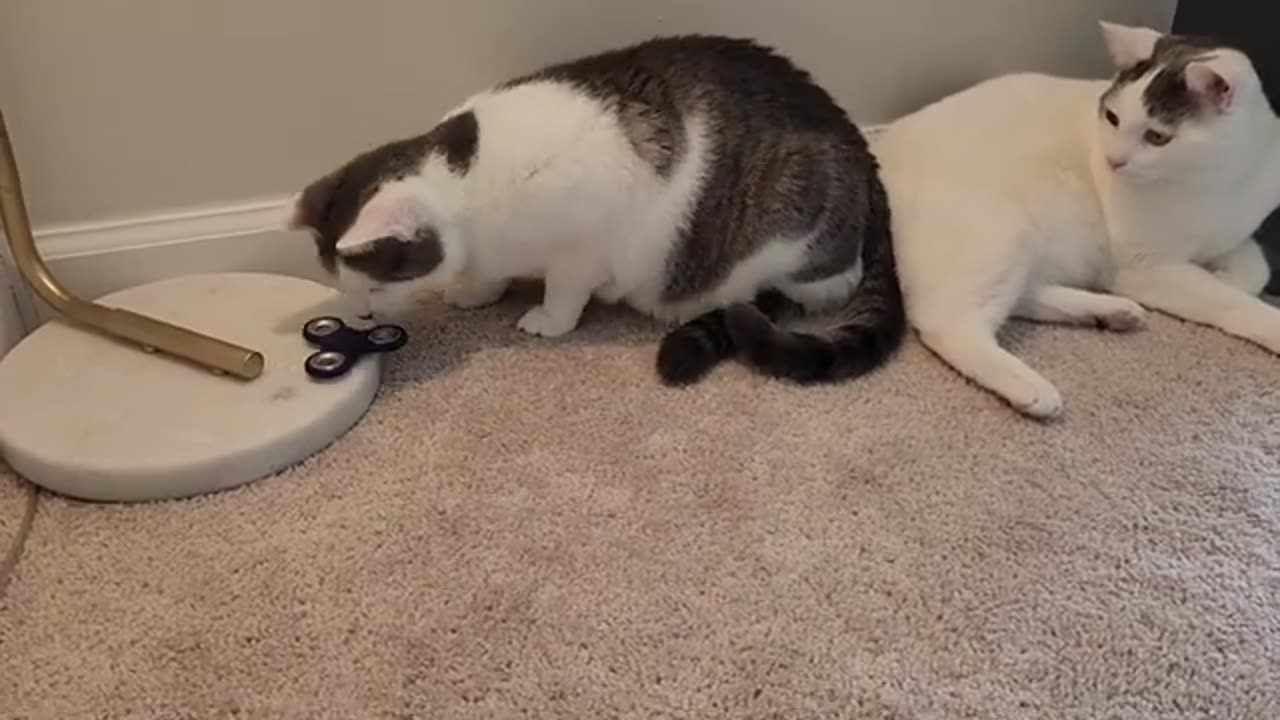 Cat Plays Fidget Spinner