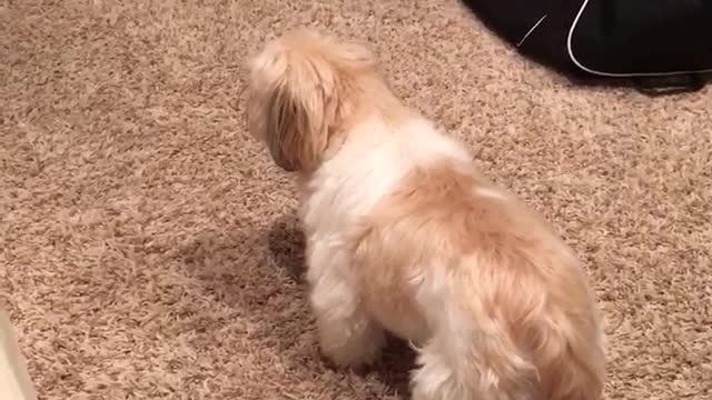 Puppy Shih Tzu has crazy energy