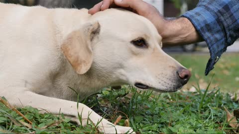 Stroking a dog lying on the grass