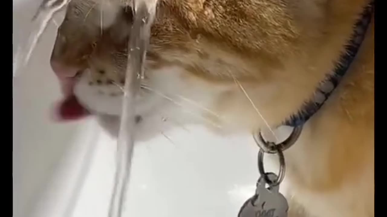 Cat forever, the weather is hot ^