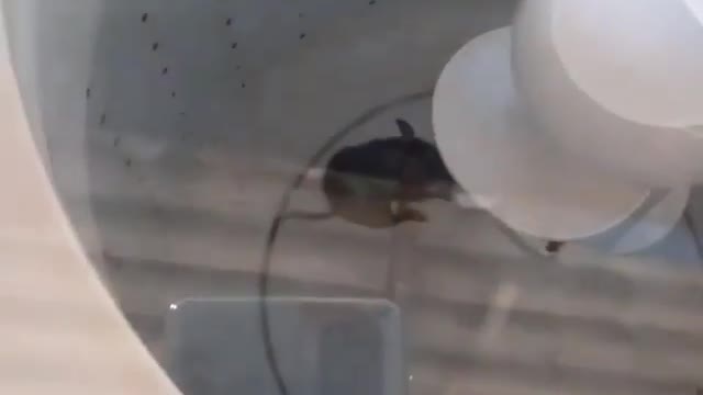 When the IQ of the rat is high and the human is low.