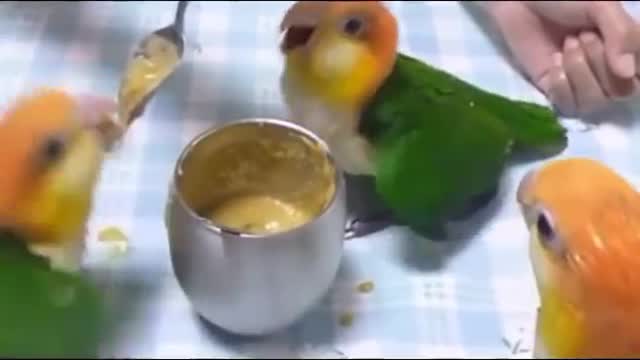 Funny parrot video compilation