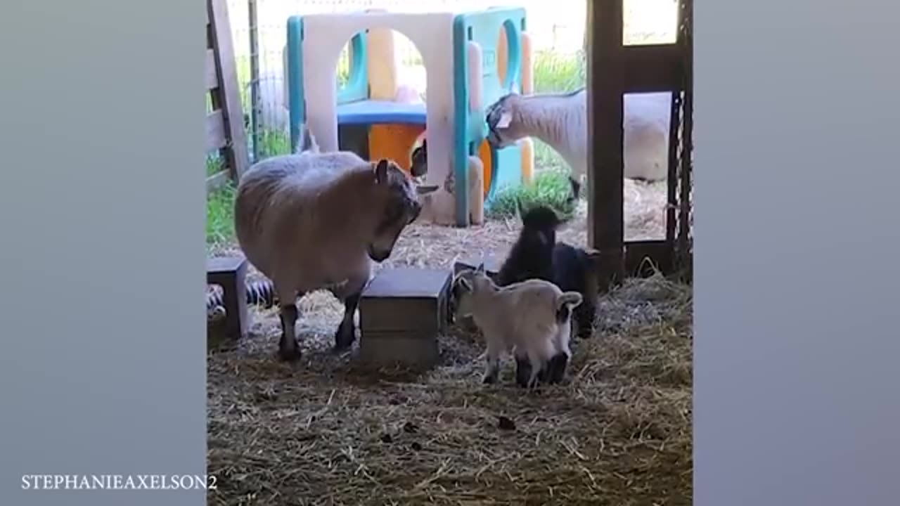 Laugh until crying with Funniest Animals 😂 Funny ANIMALS Videos 2024