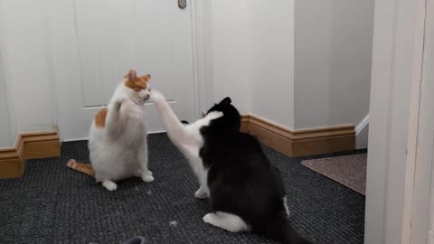 EPIC CAT FIGHTS | REAL SOUND