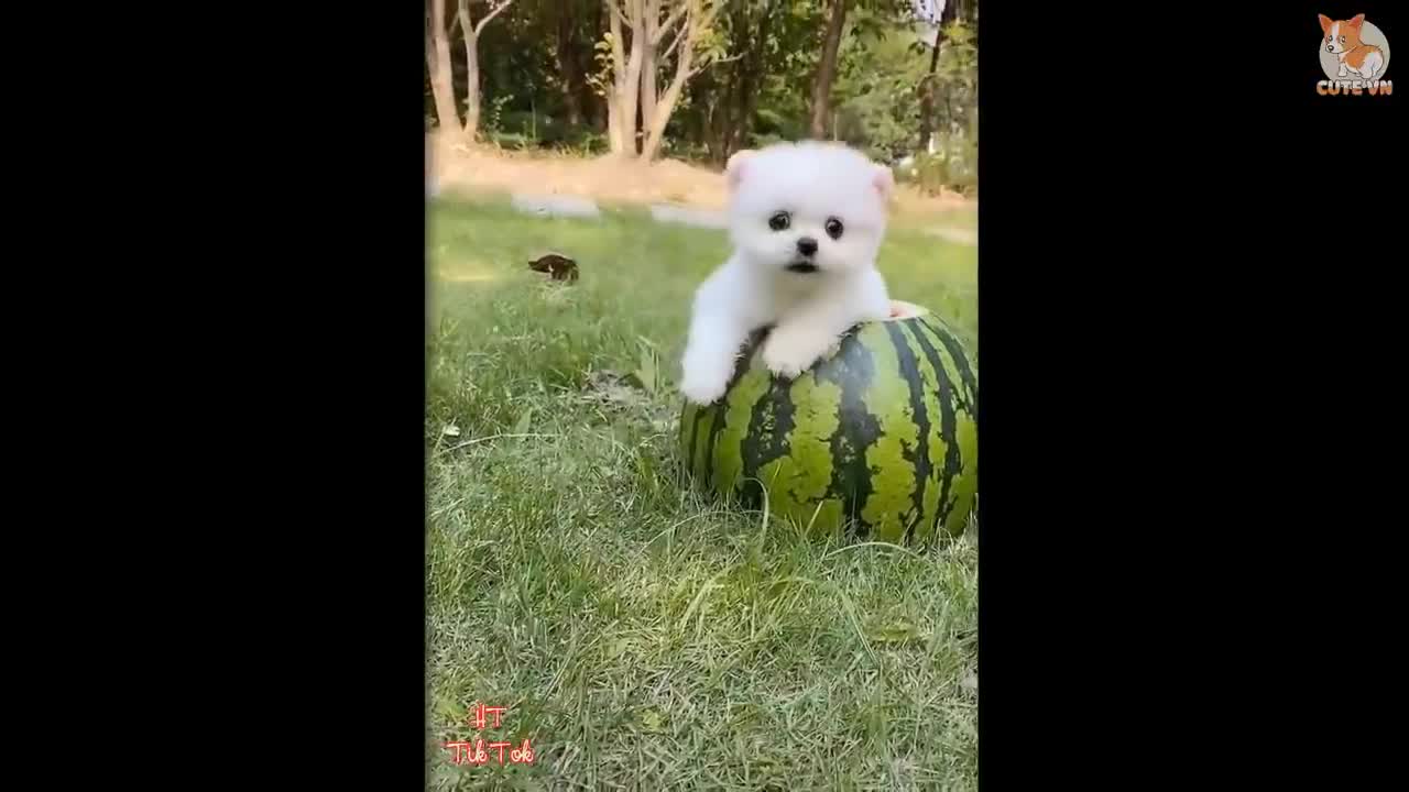 Most Famous Pomeranian Funny Compilation