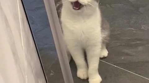 This cat singing opera!