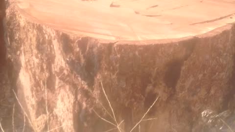 Logs