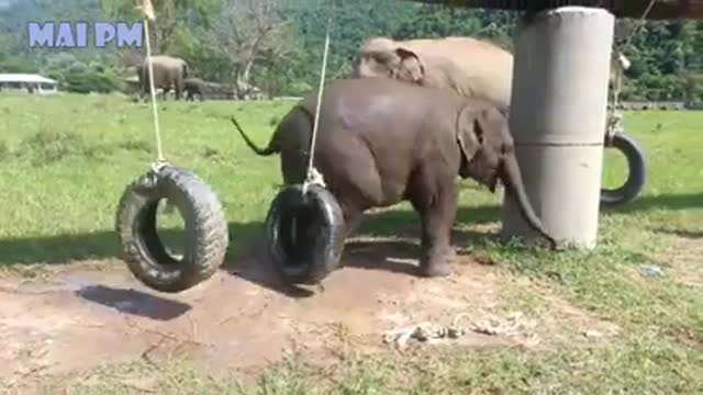 SOO_CUTE_Baby_Elephant_Videos Compilation Cutest_Baby_animals