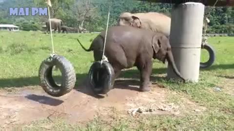 SOO_CUTE_Baby_Elephant_Videos Compilation Cutest_Baby_animals