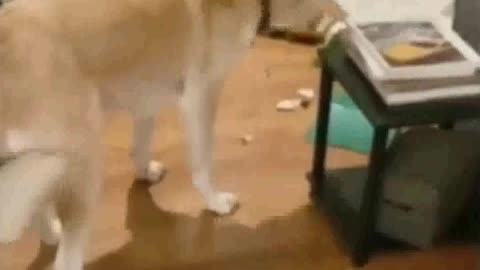 clumsy dog with his bone