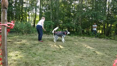 Husky in harness.