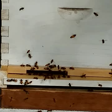 BUSY BEES