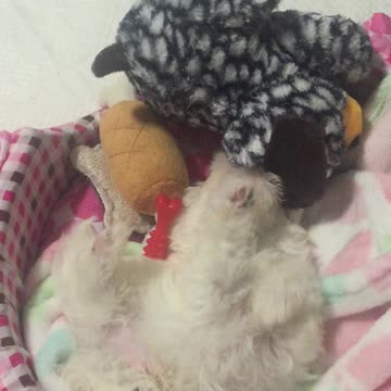Cute baby dogs playing with their own size dolls