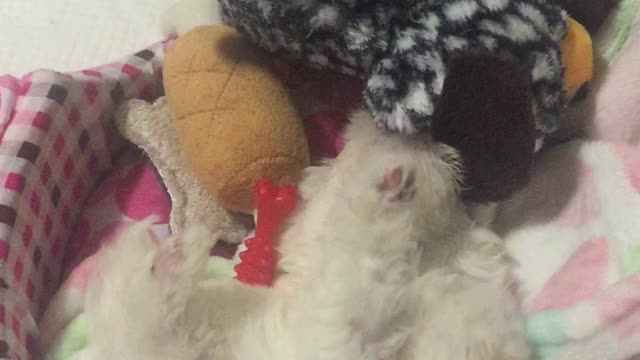 Cute baby dogs playing with their own size dolls