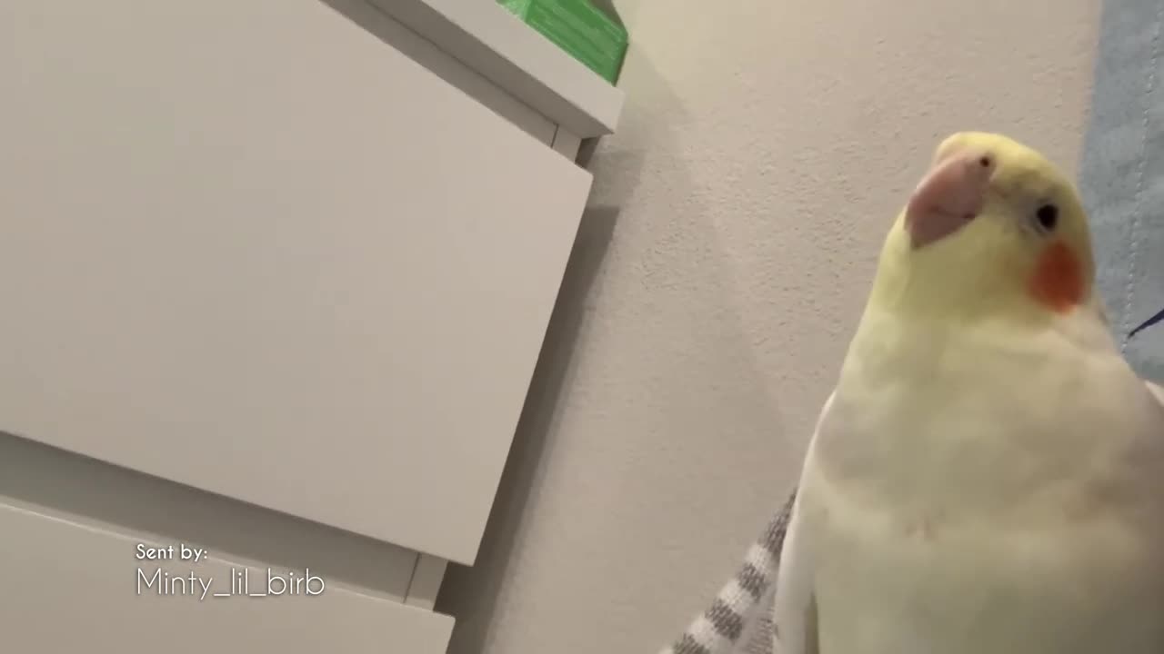 If you're happy and you know it chirp chirp