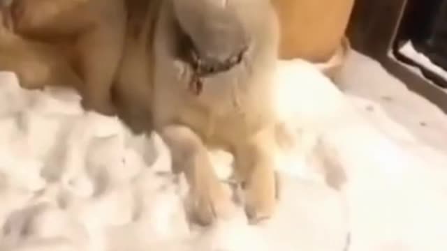 Hilarious_husky_singing_song_part3