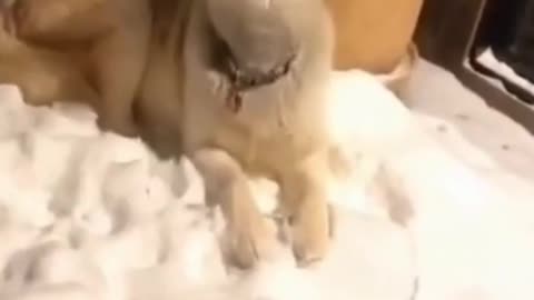 Hilarious_husky_singing_song_part3