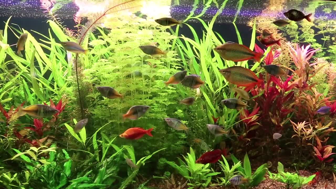 Aquarium fishes and green water plants