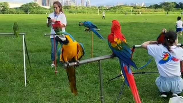 Colored Parrot Birds Playing With People in The Garden