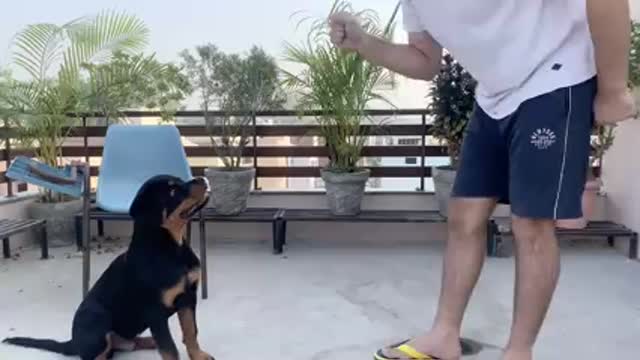 TRAINING OF SPEAK COMMAND | HOW TO TRAIN YOUR DOG TO SPEAK( BARKING) COMMAND|ROTTWEILER DOG TRAINING