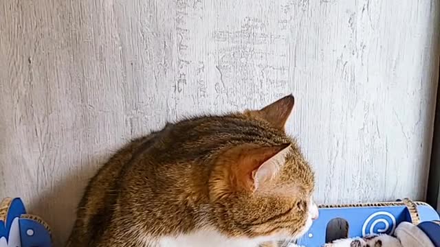 How the cat 🐈 play itself