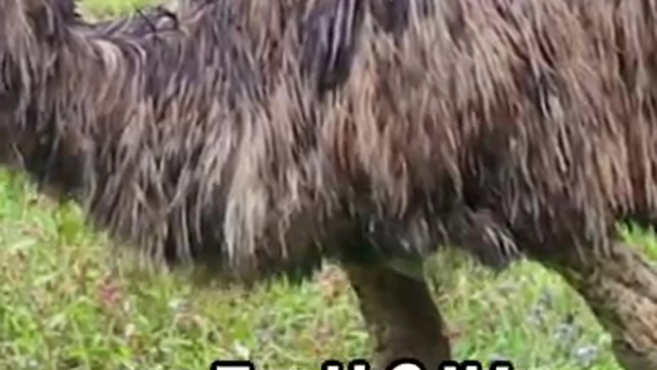 Emu- The Australian Wonder #animals