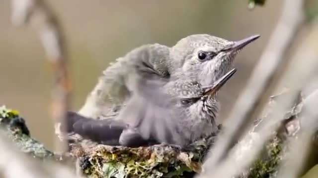 Cute Small Bird 🐦🐦🐦