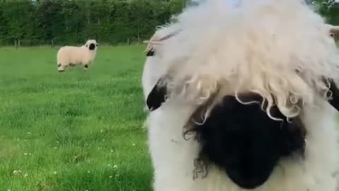 Little lamb