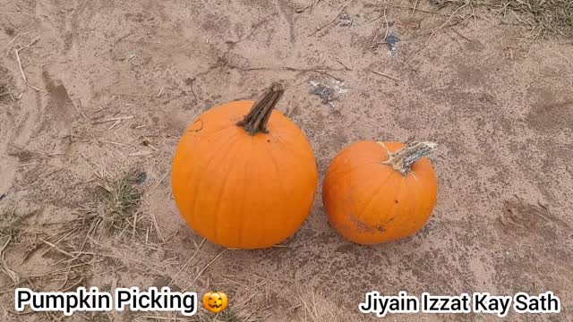 Pumkin Picking 🎃 At Pumpkin Farm USA 2021