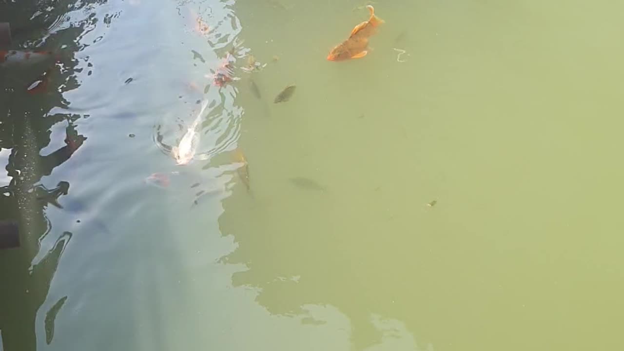 Koi fish