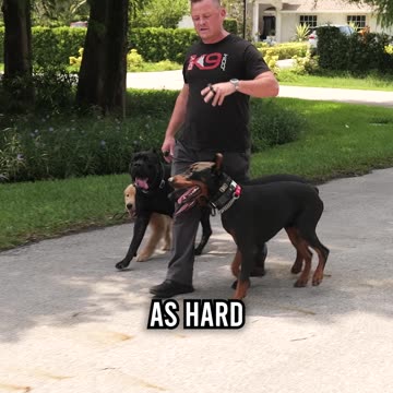 Why You Should NEVER Get Two Dogs From the Same Litter