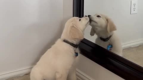 Puppies Behaviour funny videos