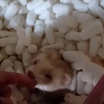 Cute ferret nibbles!