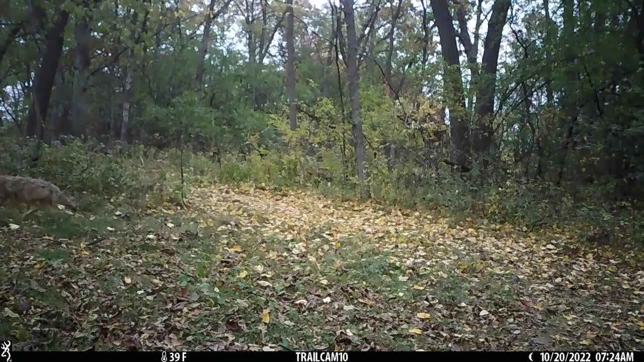 Coyote stalking corner