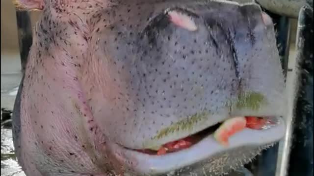 Breeder and hippo share watermelon together