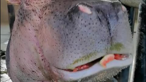 Breeder and hippo share watermelon together