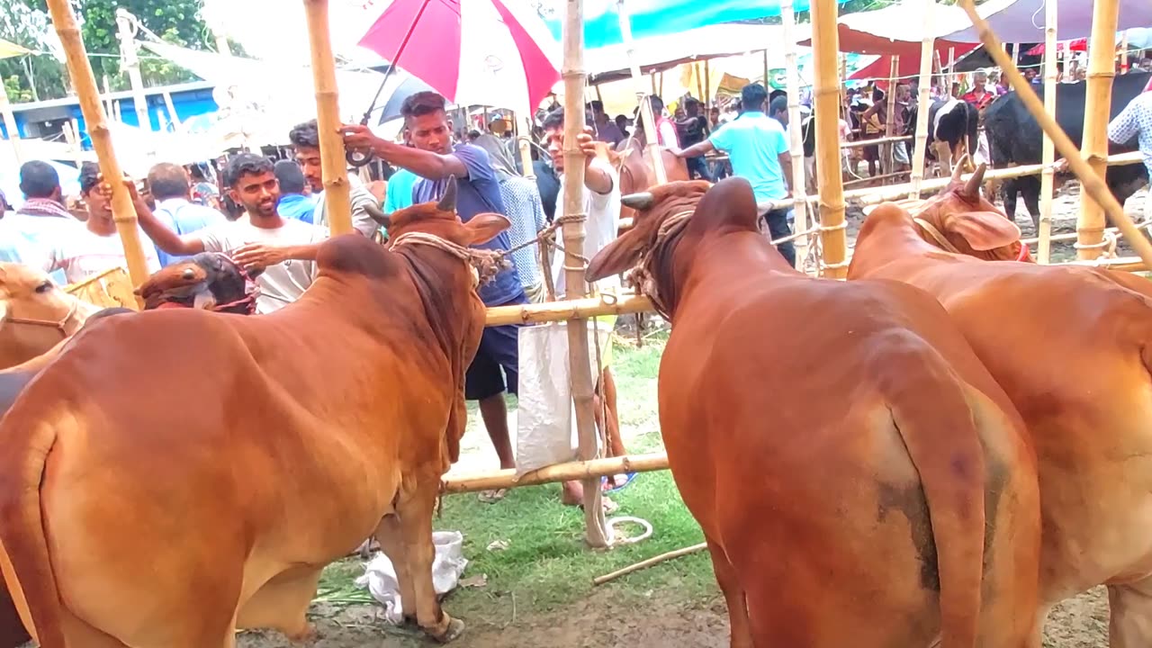 Village cow market