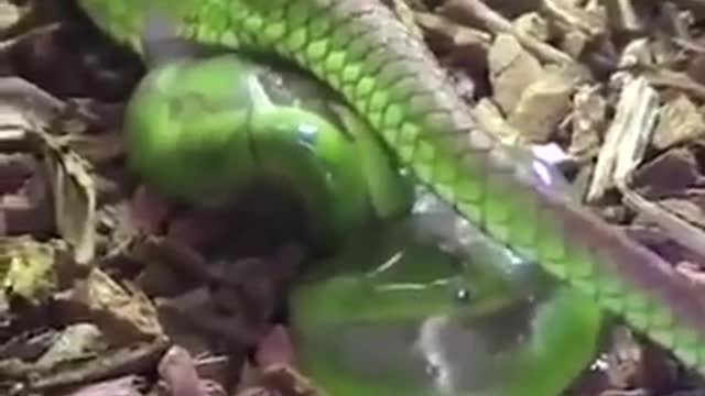 Green snake birth baby