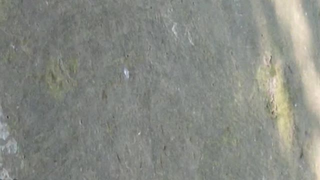 Beautiful Stork Birds running video