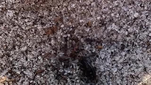 Antlion Drags Beetle Down