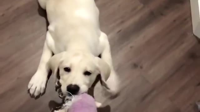 TRYNOT TO LAUGH ! CUTEST Labrador Puppies #2 - Funny Puppy video 2021