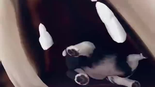 Giant Dog vs 🦴 Tiny Dog | Scary Teacher 3D Funny Game #shorts #1