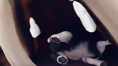 Giant Dog vs 🦴 Tiny Dog | Scary Teacher 3D Funny Game #shorts #1