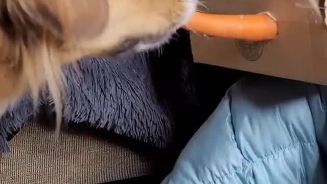 Funny animal video