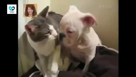Angry Cat Vs Dog