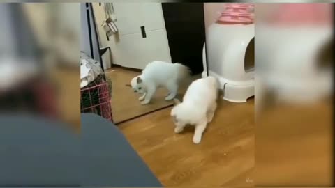 Funny Cat