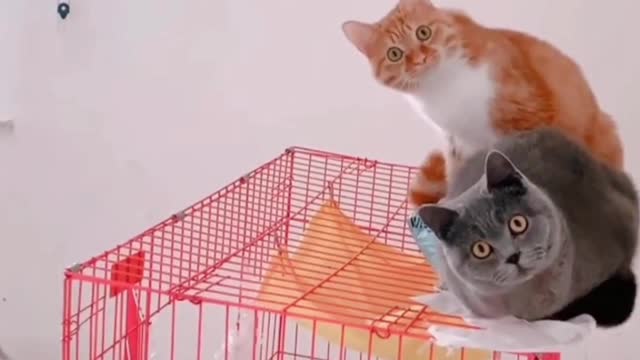 Cat Funny Video