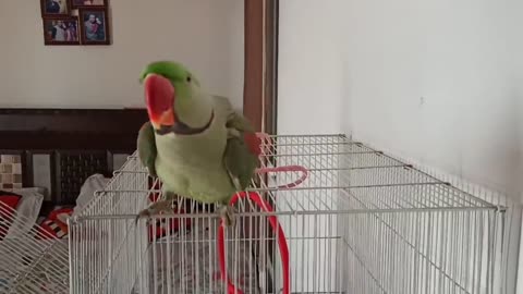 Pablo Parrot jaisi Singing aur Dance Nhi dhekha hoga p4